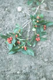 Attēlu rezultāti vaicājumam “Lonicera tatarica fruit”