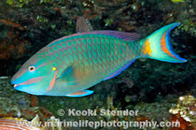 Image result for Sparisoma viride