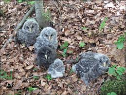 Attēlu rezultāti vaicājumam “Strix uralensis”