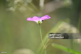 Attēlu rezultāti vaicājumam “Geranium palustre flower”