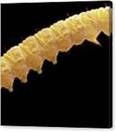 Attēlu rezultāti vaicājumam “Grapholita funebrana larva”