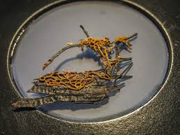 Attēlu rezultāti vaicājumam “Hemitrichia sordivesiculosa”