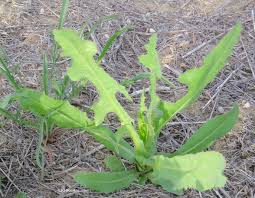 Attēlu rezultāti vaicājumam “Lactuca tatarica leaf”