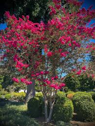 Image result for Lagerstroemia