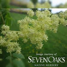 Attēlu rezultāti vaicājumam “Sambucus racemosa flower”