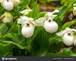 Attēlu rezultāti vaicājumam “Cypripedium calceolus leaf”
