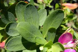 Attēlu rezultāti vaicājumam “Polygala comosa leaf”
