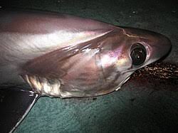 Image result for Alopias superciliosus