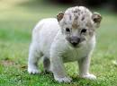 Korean Zoo is Bursting with Babies - ZooBorns