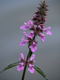 Attēlu rezultāti vaicājumam “Stachys palustris flower”