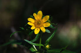 Attēlu rezultāti vaicājumam “Bidens cernua flower”