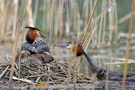 Attēlu rezultāti vaicājumam “Podiceps cristatus nest”
