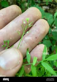 Attēlu rezultāti vaicājumam “Cardamine impatiens leaf”