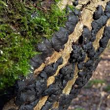 Attēlu rezultāti vaicājumam “Mycosphaerella ulmi”