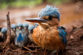 Attēlu rezultāti vaicājumam “Alcedo atthis nest”