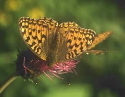 Attēlu rezultāti vaicājumam “Argynnis aglaja upperside”