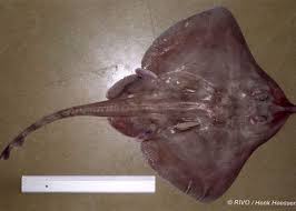 Image result for Leucoraja