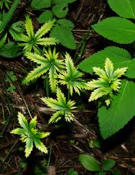 Attēlu rezultāti vaicājumam “Potentilla erecta leaf”