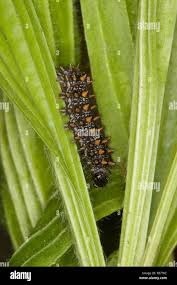 Attēlu rezultāti vaicājumam “Mellicta athalia larva”