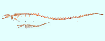 Image result for Basildon I.S.H.C.