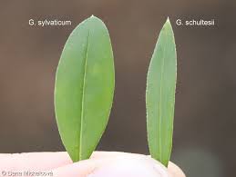 Attēlu rezultāti vaicājumam “Galium schultesii fruit”