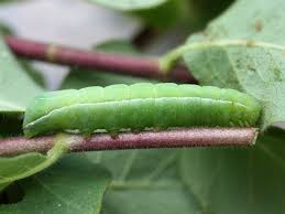 Attēlu rezultāti vaicājumam “Amphipyra livida”