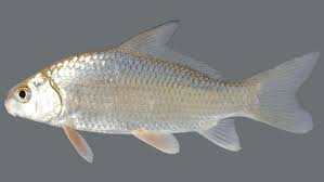 Image result for Carpiodes velifer