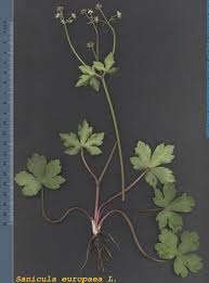 Attēlu rezultāti vaicājumam “Sanicula europaea”