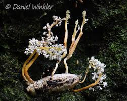 Attēlu rezultāti vaicājumam “Cordyceps polyarthra”