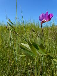 Attēlu rezultāti vaicājumam “Lathyrus palustris”