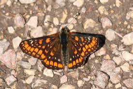 Attēlu rezultāti vaicājumam “Euphydryas maturna underside”