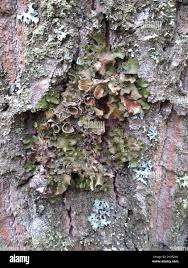 Attēlu rezultāti vaicājumam “Pleurosticta acetabulum”