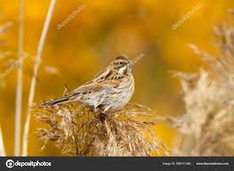 Attēlu rezultāti vaicājumam “Emberiza schoeniclus”