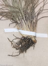 Attēlu rezultāti vaicājumam “Nardus stricta fruit”