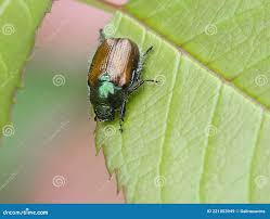 Attēlu rezultāti vaicājumam “Phyllopertha horticola”