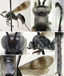 Attēlu rezultāti vaicājumam “Pompilidae”