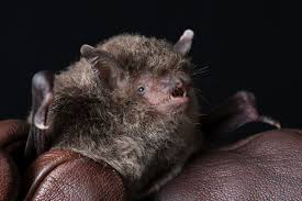 Attēlu rezultāti vaicājumam “Myotis sp.”