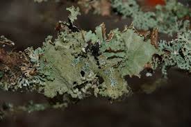 Attēlu rezultāti vaicājumam “Cetrelia sp.”