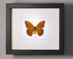 Attēlu rezultāti vaicājumam “Argynnis paphia male”