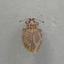 Attēlu rezultāti vaicājumam “Acalypta carinata”