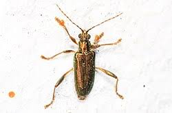 Attēlu rezultāti vaicājumam “Donacia”