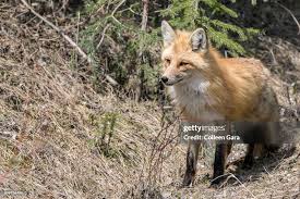 Attēlu rezultāti vaicājumam “Vulpes vulpes  adult”