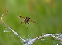 Attēlu rezultāti vaicājumam “Eristalis sp.”