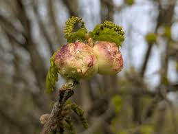 Attēlu rezultāti vaicājumam “Biorhiza pallida”