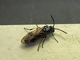 Attēlu rezultāti vaicājumam “Arge ustulata”