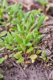 Attēlu rezultāti vaicājumam “Myosotis sparsiflora leaf”