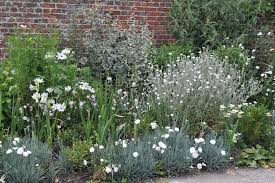 Image result for Lychnis coronaria alba