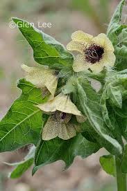 Attēlu rezultāti vaicājumam “Hyoscyamus niger”