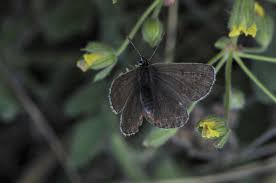 Attēlu rezultāti vaicājumam “Eumedonia eumedon underside”