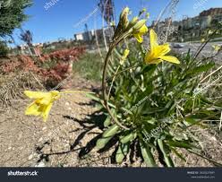 Attēlu rezultāti vaicājumam “Diplotaxis muralis flower”
